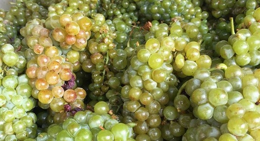 «Массандра» приступила к переработке винограда нового урожая (ФОТО)