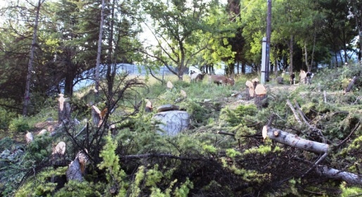 Жители Гурзуфа заблокировали строительство «фито-центра», начавшееся с вырубки ценных деревьев (ФОТО)