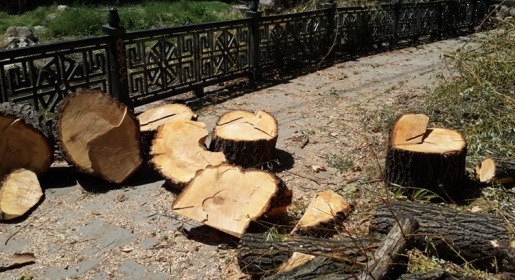 Очистка русла Салгира в Симферополе обернулась массовой вырубкой деревьев (ФОТО)