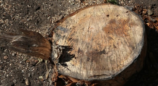 Симферопольские коммунальщики снова вырубили здоровые деревья (ФОТО)