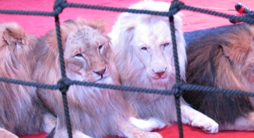 В программе нового сезона Симферопольского цирка участвуют львы из крымского сафари-парка «Тайган»