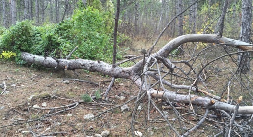 Симферопольцы предложили властям собрать массу дров на лесоповалах в городских посадках (ФОТО)