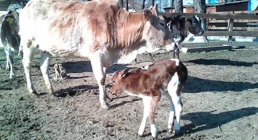 Карликовая корова зебу родилась в бахчисарайском парке миниатюр (ФОТО)