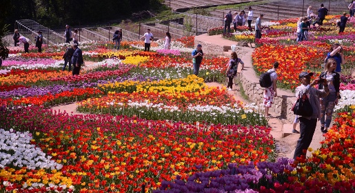 Почти 13 тыс человек посетили парад тюльпанов в Никитском ботсаду за выходные (ФОТО)