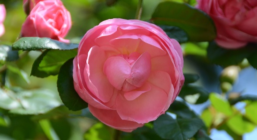 Никитский ботсад впервые откроет отдельную выставку собственных сортов роз (ФОТО)