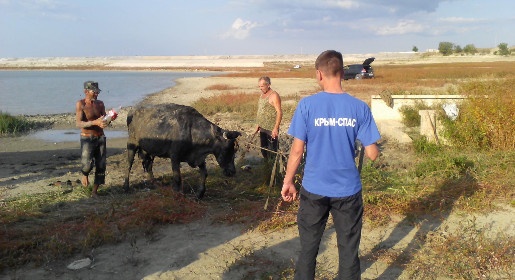 Сотрудники «Крым-Спаса» совместно с жителями Белогорского района вытащили из болота корову