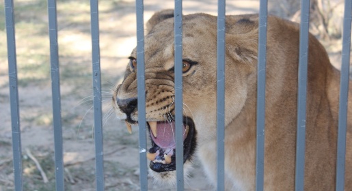 Прайд львов перебрался в новый вольер зооуголка симферопольского Детского парка (ФОТО)
