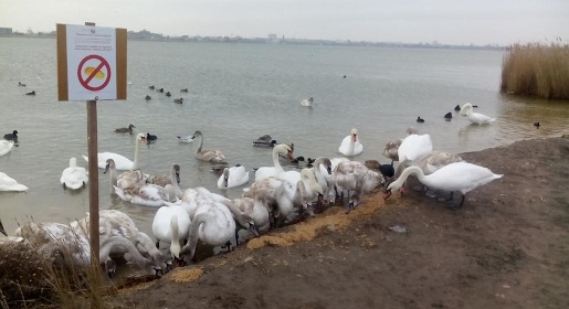 Более десятка лебедей погибли на озере Сасык-Сиваш под Евпаторией