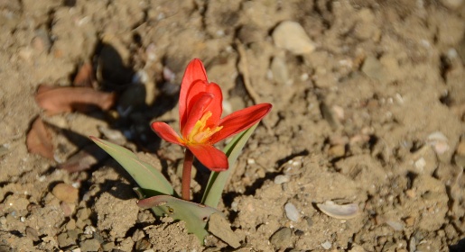 Первый из 37 тысяч тюльпанов распустился в Никитском ботаническом саду (ФОТО)