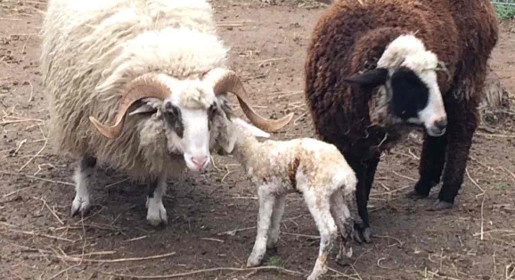 Вьетнамские свинки и горно-карпатские овцы Евпаторийского парка миниатюр принесли потомство (ФОТО)