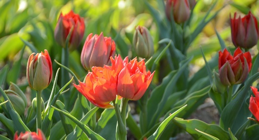Парад тюльпанов откроется в Никитском ботаническом саду 10 апреля (ФОТО)
