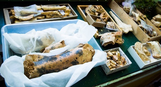 КФУ покажет останки древних животных из найденной на трассе «Таврида» пещеры в новом палеонтологическом центре