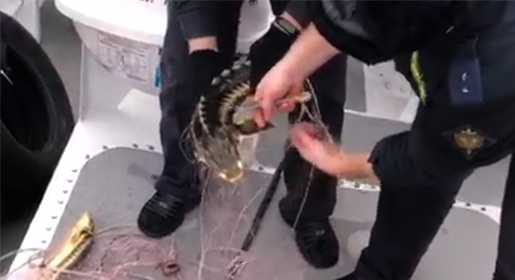 Пограничники обнаружили в районе Керченского пролива браконьерские сети с осетрами