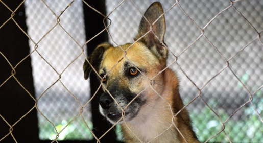 Феодосийцы жалуются на участившиеся случаи нападения бродячих собак