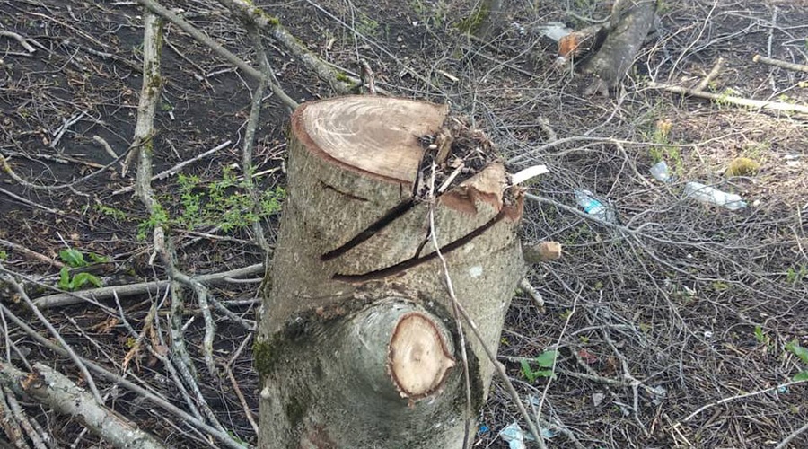 Под Симферополем браконьеры вырубили деревьев на 1,1 млн руб