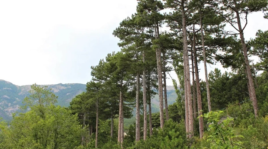Минприроды планирует высадить почти 280 га леса в Крыму