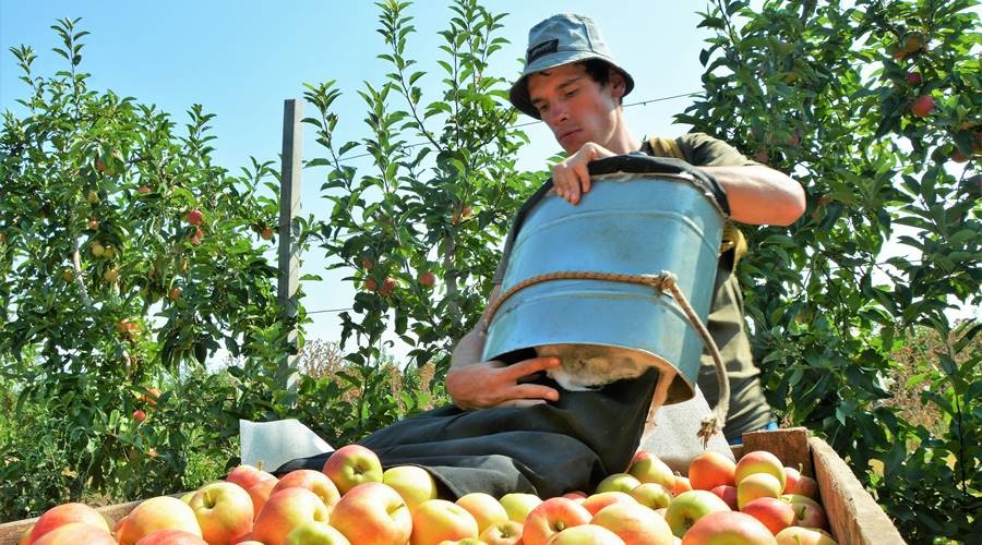 Около 1,3 тыс га новых садов будет заложено в Крыму в 2020 году