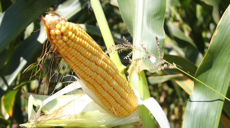 Аграрии Крыма начали посевную кампанию кукурузы