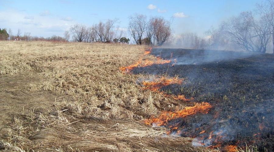 Огонь уничтожил 15 га сухостоя в Симферопольском районе
