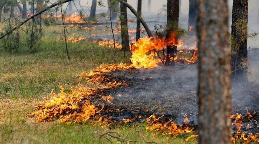Площадь лесных пожаров в Крыму сократилась за год в три раза
