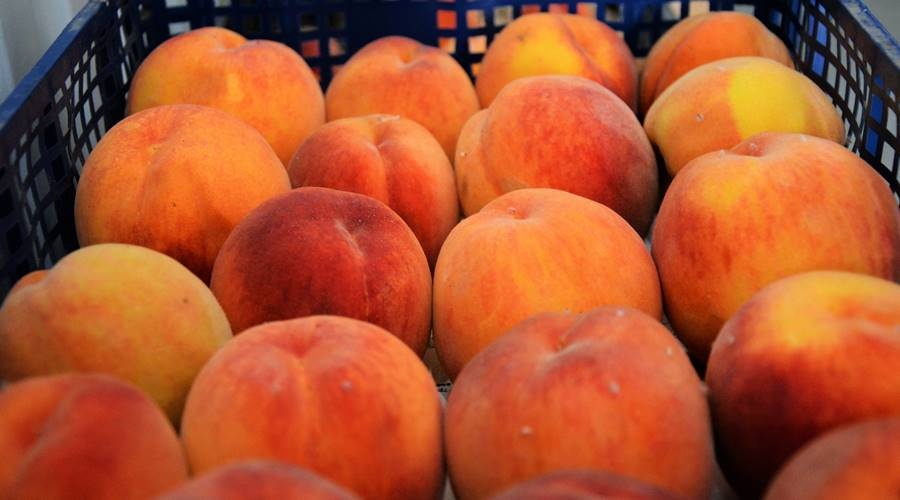 Российские контрсанкции сократили экспорт европейских персиков и вишен на 200 млн долларов