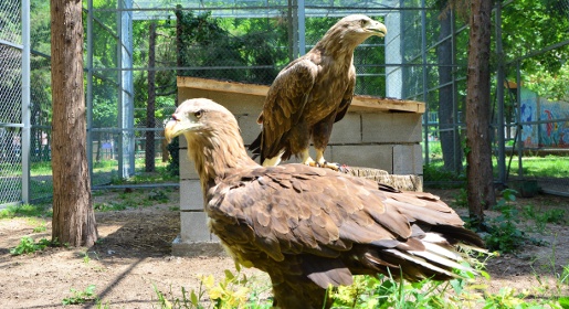 Орланы симферопольского зооуголка поселились в новом доме