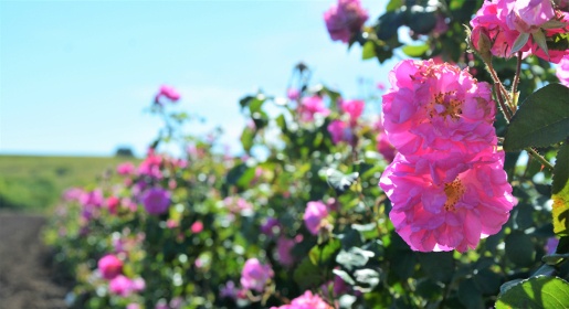 Аграрии НИИ сельского хозяйства Крыма на две недели раньше соберут урожай лепестков роз