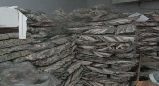 Пограничники выявили более 700 кг нелегальной рыбы в Черноморском