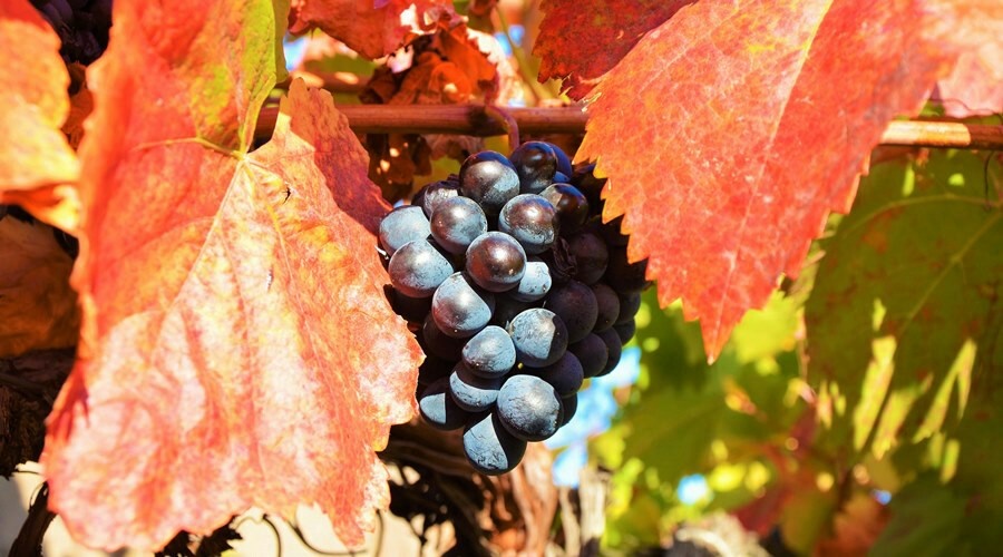 Урожай винограда в «Массандре» из-за засухи сократился на 17%