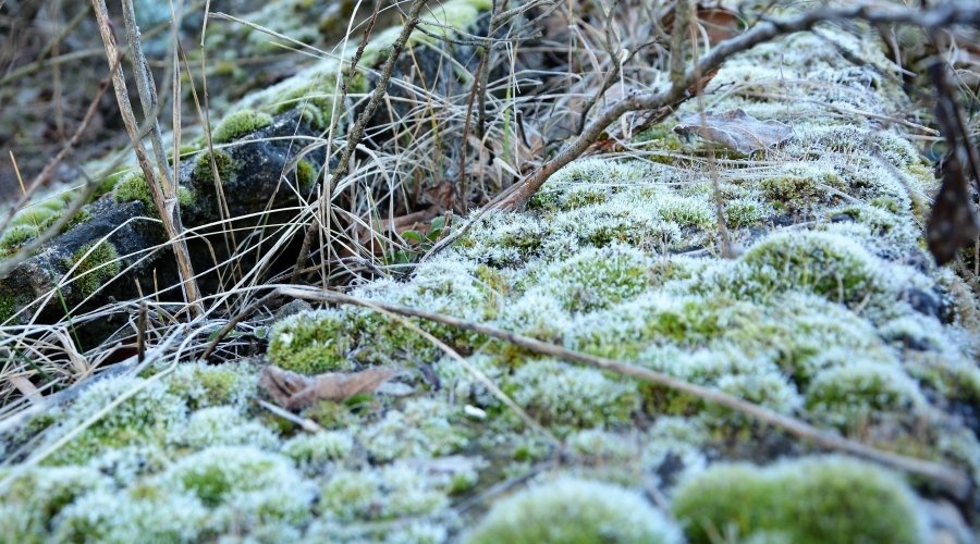 Заморозки на почве до 2 градусов мороза ожидаются в горах и степи Крыма
