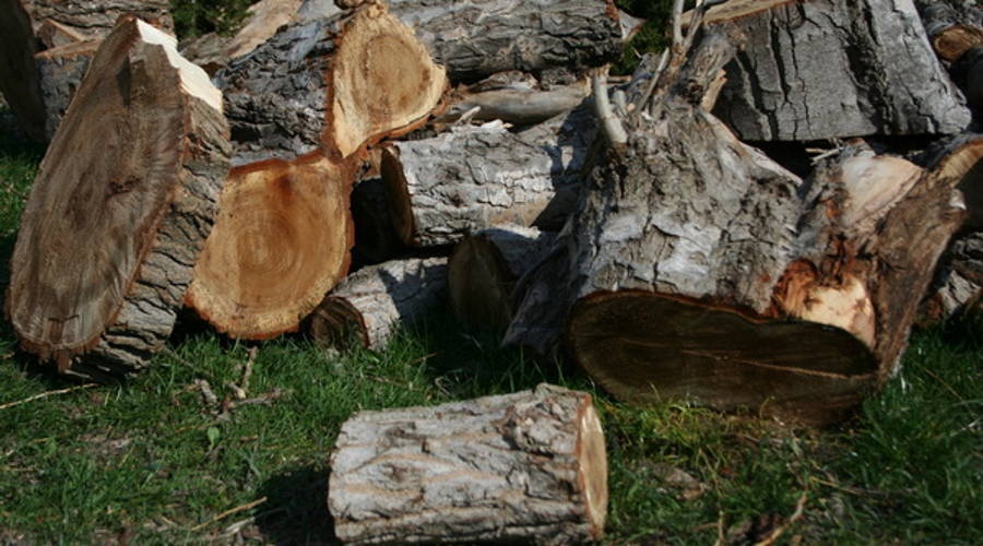 Лесные инспекторы задержали в Белогорском районе заготавливавших дрова браконьеров
