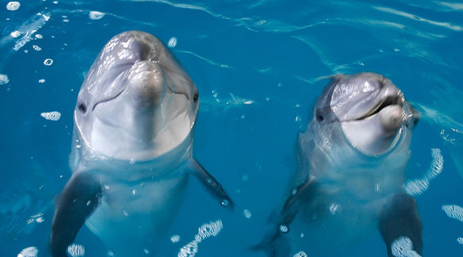 Ученые на самолёте-амфибии посчитают дельфинов Чёрного моря