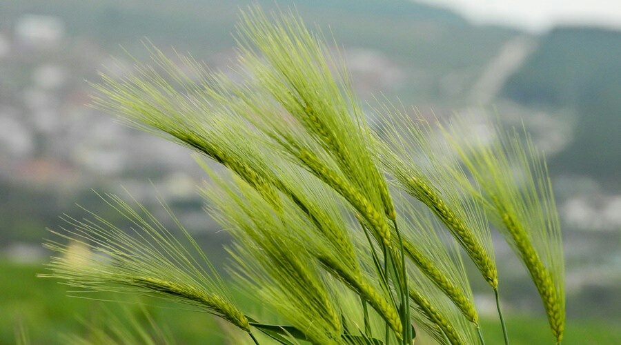 Экспорт пшеницы из Крыма сократился за год вдвое
