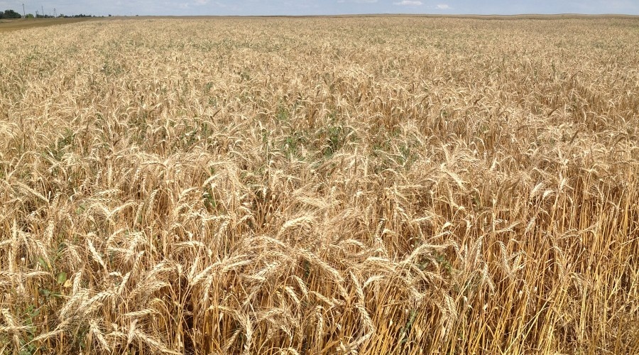 Аграрии Крыма собрали в этом году в полтора раза больше зерна с половины посевных площадей