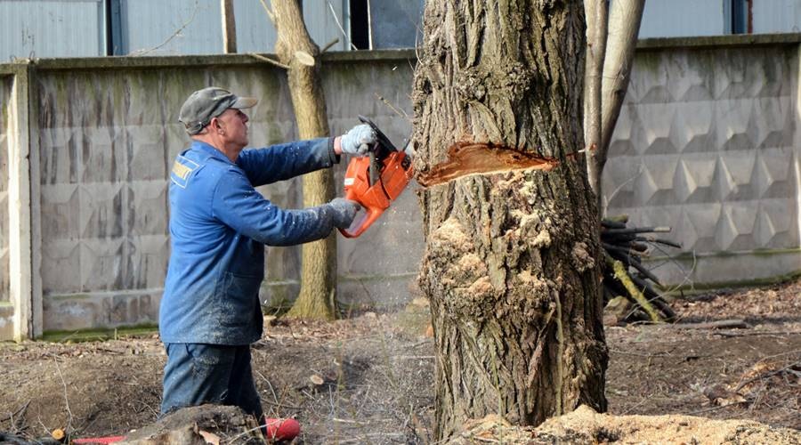 Правительство изменит правила сноса деревьев в городах Крыма