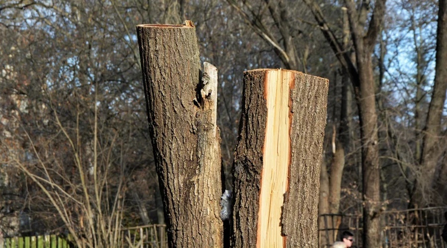 Около 200 деревьев на трех улицах Симферополя попали под обрезку