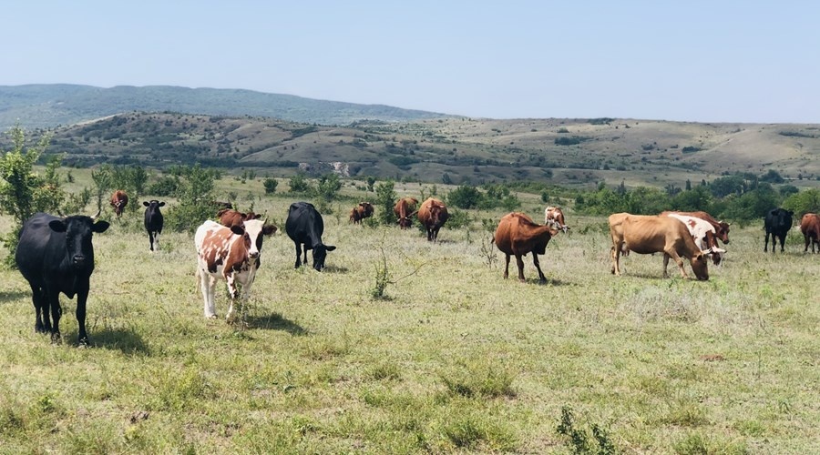 Неучтенное стадо коров выявлено в Белогорском районе Крыма