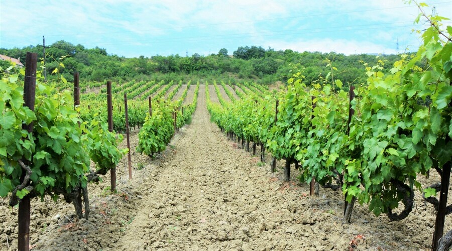 «Массандра» в 2020 году заложит 600 га виноградников