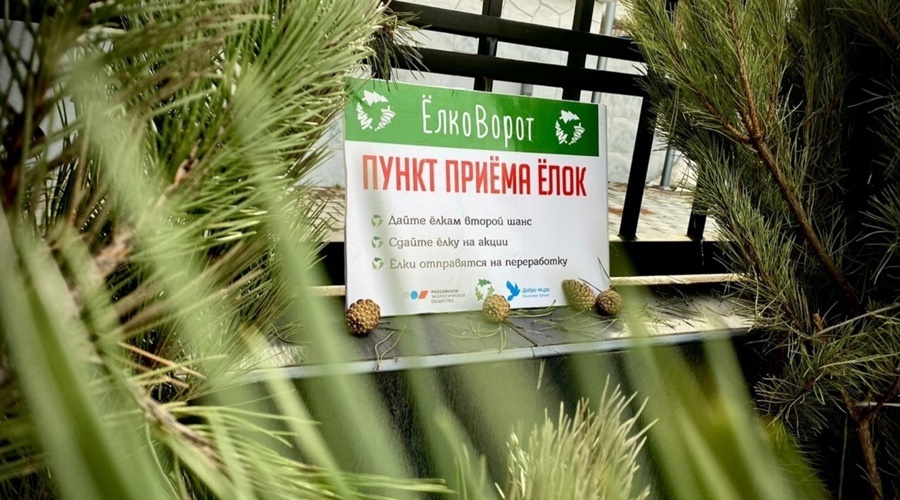 Крымчане сдали полторы тысячи новогодних елок на переработку