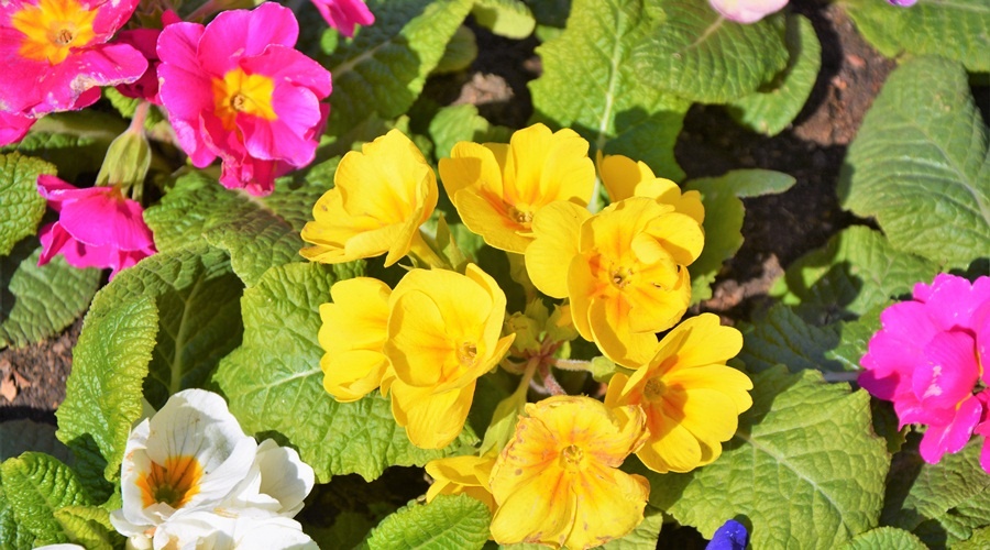 Больше 100 тысяч весенних и летних цветов будут высажены в Симферополе 
