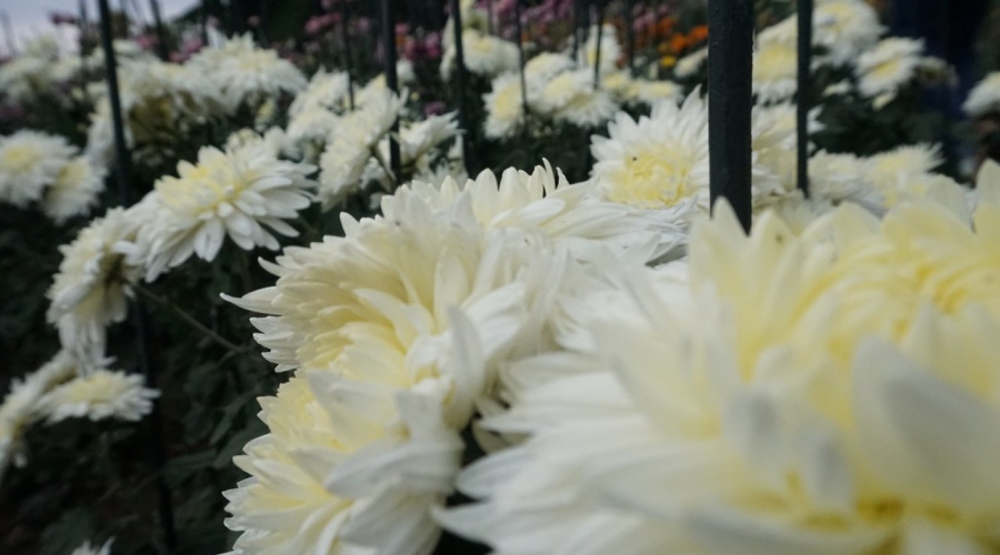 Любимое место Чехова в Ялте будет увековечено в названии нового сорта хризантем
