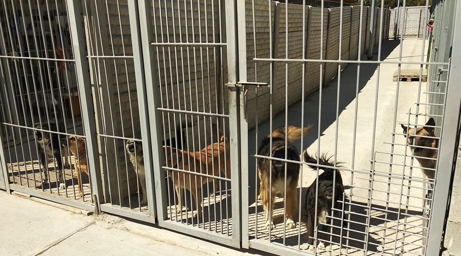 Власти рассказали о процессе ввода в эксплуатацию приюта для животных в Симферополе