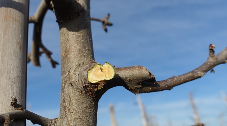 Аграрии Крыма закончили обрезку плодовых деревьев на 10 тыс га