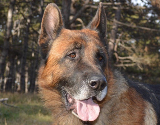 Пропавший шесть лет назад пес из Челябинска нашелся в Бахчисарае