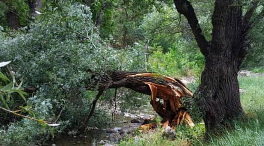 Коммунальщики пересчитают опасные деревья в Симферополе