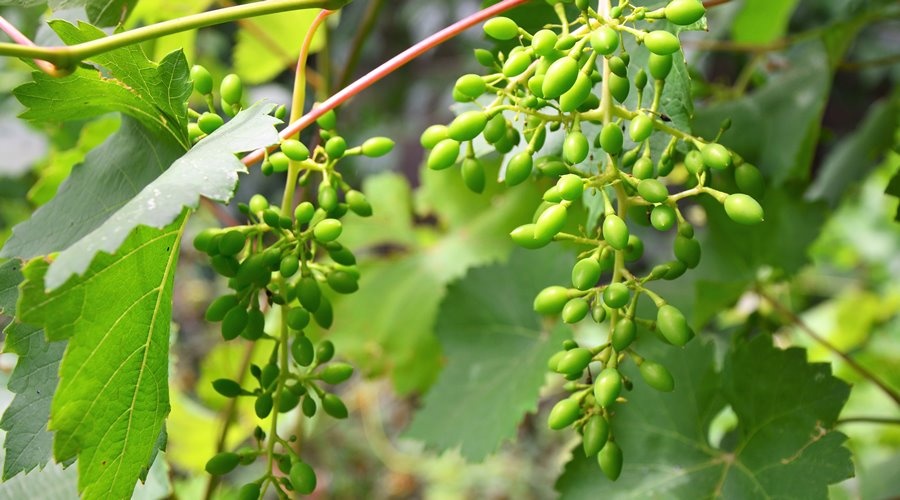 Крымский минсельхоз выделил первые в этом году 16 млн рублей на виноградарство