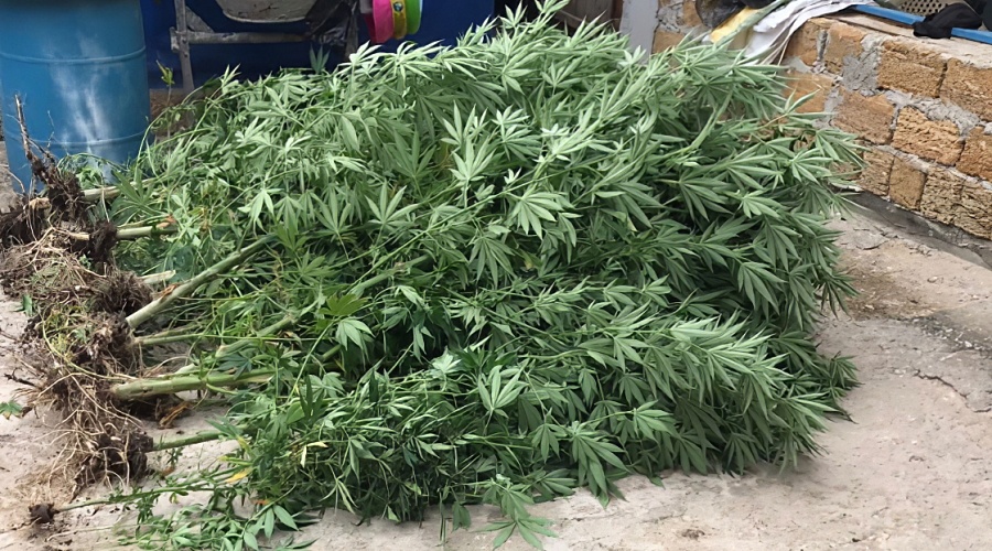 Задержан выращивание конопли что чистит организм от марихуаны