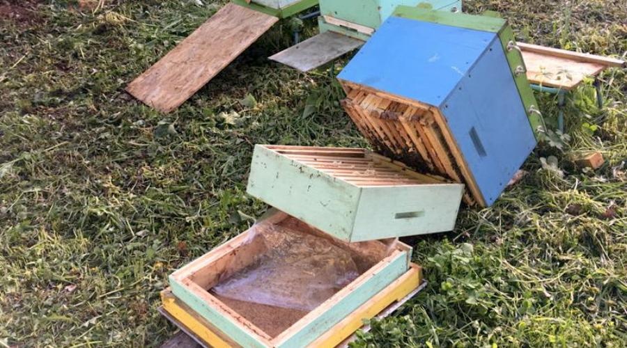 Трое севастопольских пчеловодов украли под Бахчисараем 30 ульев