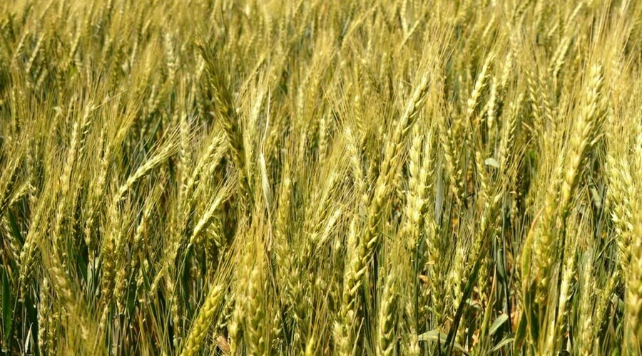 Эксперт рассказала о причинах роста популяции хлебной жужелицы на крымских полях