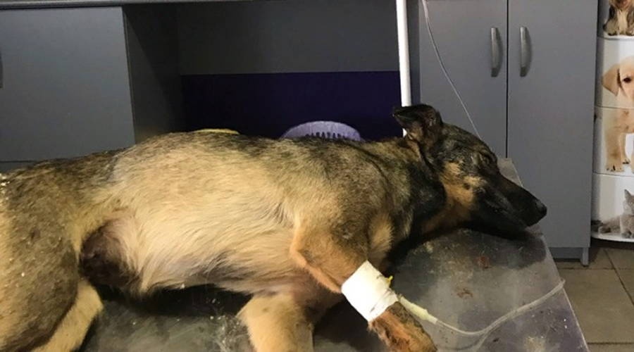 Полиция начала проверку по факту массовой травли бездомных собак в крымском поселке